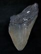 Bargain Megalodon Tooth - South Carolina #13906-1